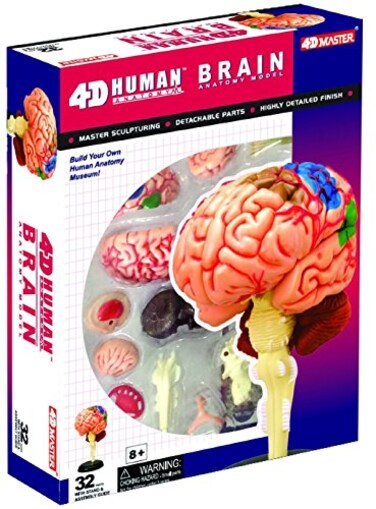 Buy Human Brain Anatomy Model - Build your Own! Online | Carrefour UAE