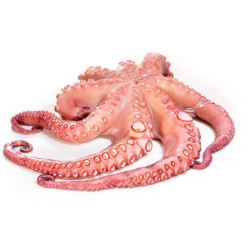 Frozen Octopus
