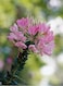 Pack of 3 Drunk Butterfly Flower Seeds