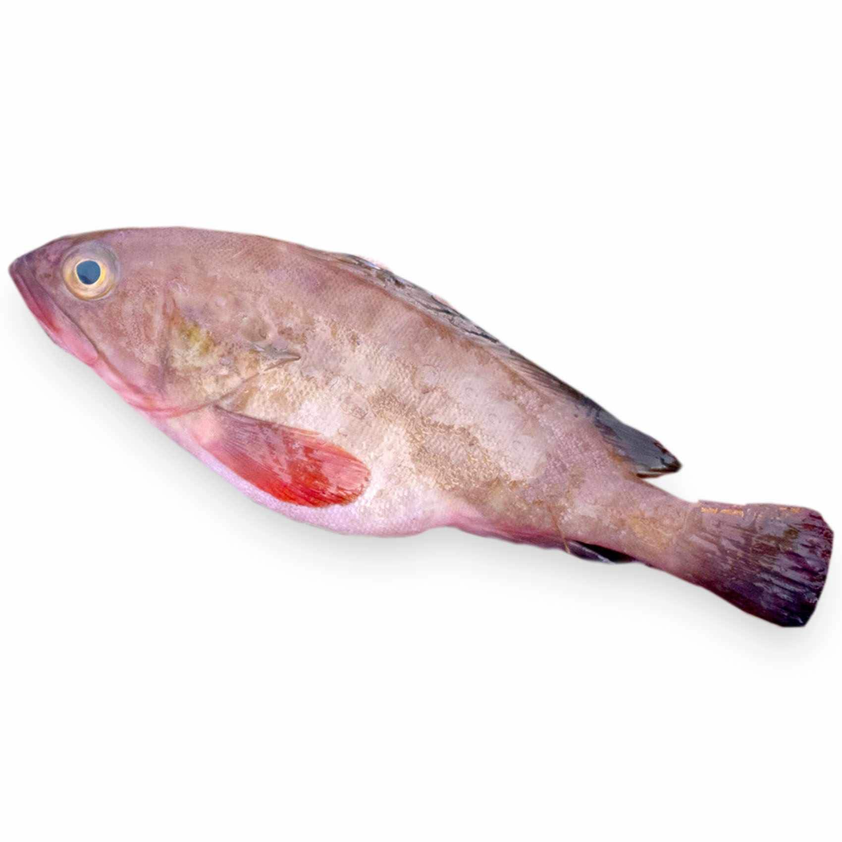 Sumayan Fish Buy Fresh Suman Online | Carrefour UAE