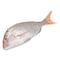 White Snapper Whole Fish