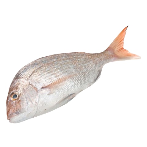 White Snapper Whole Fish