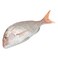 Fresh White Snapper Whole