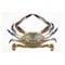 Big Male Crab - 4-6 Pieces/Kg