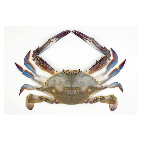 Big Male Crab - 4-6 Pieces/Kg