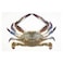 Big Male Crab - 4-6 Pieces/Kg