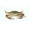 Blue Crab Female