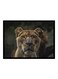 Spoil Your Wall Lion Poster With Frame Beige/Black 55x40cm