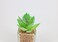 Artificial succulent bonsai-Model 06