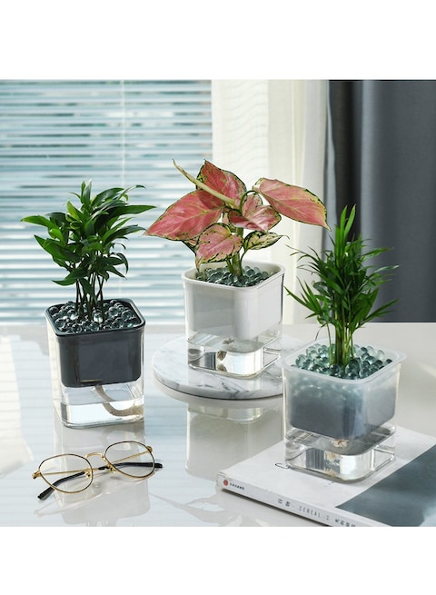 vsell24&nbsp;Hydroponic Indoor Plant with Clear Plastic Container - Elegant Design, Easy Maintenance-Large