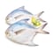 SILVER POMFRET ZUBAIDI MEDIUM
