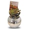 Enable Crassula in Silver Round Glass Pot 10X15cm