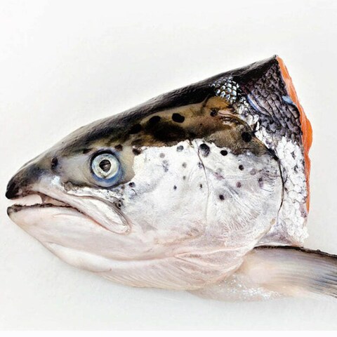 Fresh Salmon Head