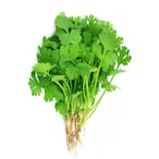 Buy Fresh Coriander Local in Saudi Arabia