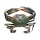 Mud Crab
