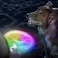 Niteize Flashflight LED Dog Discuit - Best Dog Flying Disc For All Hours Of Play - With Long-Lasting LED Light, 1-Pack Multi-Colored Disc-O (Ffdd-07-R8)