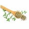 Los Pinos Turkish Thyme