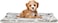 Pet blanket for large and medium pets, Ultra-soft blanket with cute print design, Reversible pet blanket for dogs and cats, Warm and comfortable in all seasons 70 cm (Light grey)