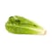 Kenya Lettuce Romain