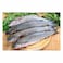 Big Mullet Fish