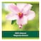 Palmolive Shower Gel / Body Wash Aroma Sensations Feel The Glow 250ml