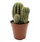 Mix Cactus Plant 6Cm 3 Pieces