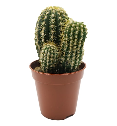 Mix Cactus Plant 6Cm 3 Pieces