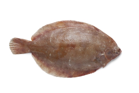 سمك موسي مذوب
