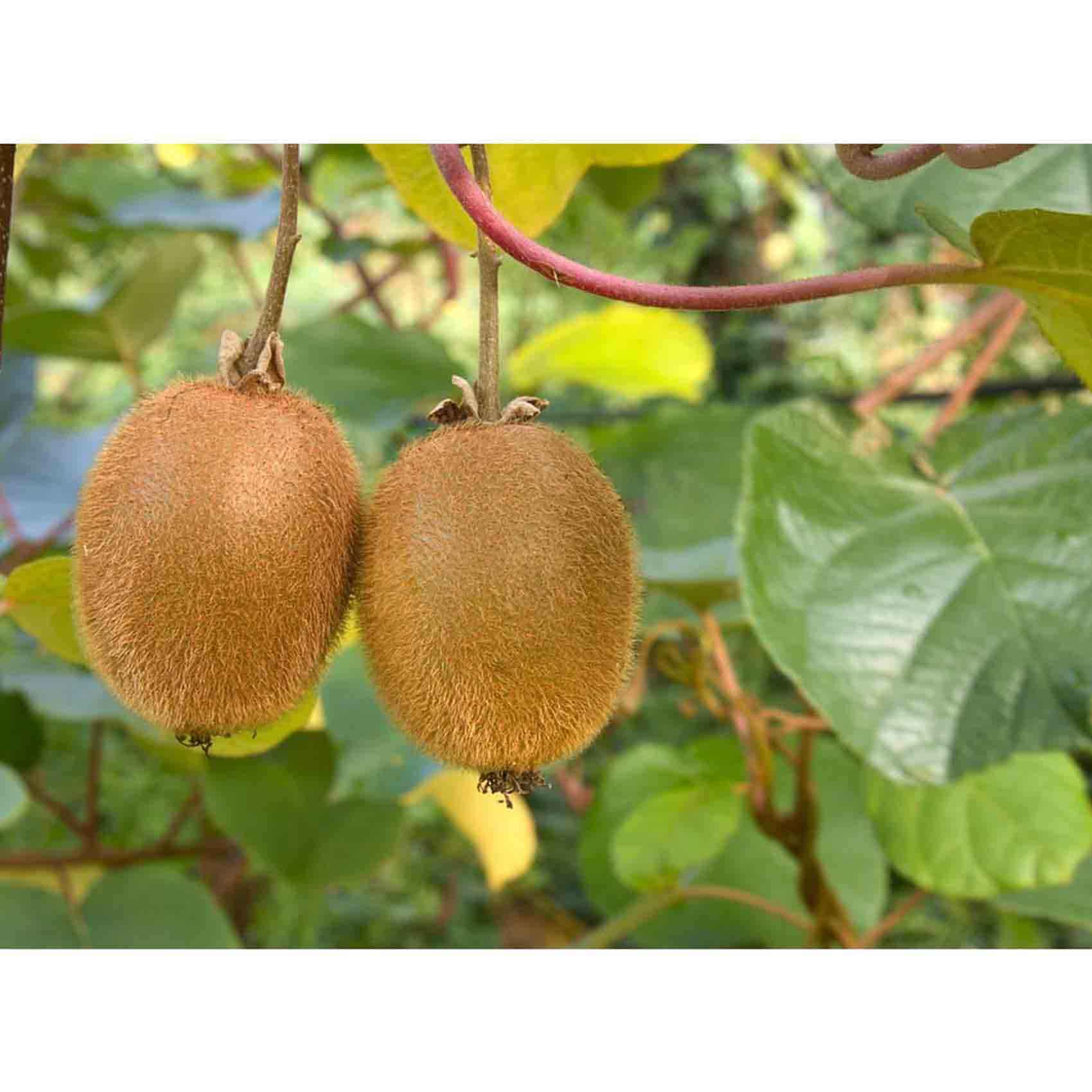 Ripe Organic Kiwis 500G