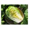 Cut Cabbage Chinses 500g