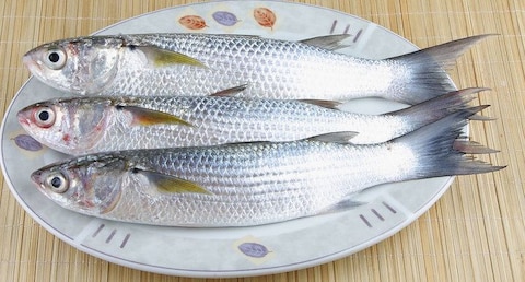 GREY MULLET FISH SIZE BIG EGYPT KG