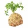 Celery Roots