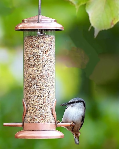 Egardenkart&reg; Daily Budget-Friendly Wild Bird Feed for All types of Wild Birds Small Birds Dove Pigeon Myna Lark Bulbul Sparrow Hoopoe Seed Mix (1)