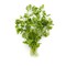 Parsley Tabark