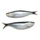 Fresh Sardine