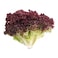Sgm Lollo Rosso Lettuce