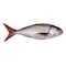 White Snapper Whole Fish