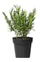 Rosemary Outdoor Plant With Pot Green/Yellow