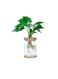 Hydroponic Indoor Plant with Plastic Container For Home &amp; Office Decoration