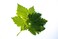 Tabark Vine Leaves - 250 gram
