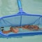Generic-Pool Skimmers Pool Nets Leaf Scoop Lightweight Duty Rake Low Drag Skimmer Scoop Deep Bag Fine Mesh Netting for Smaller Particles Fast Scoop Easy Glide