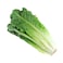 Romaine Lettuce 1 Pack