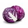 Red Cabbage