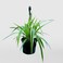Chlorophytum in a Hanging pot 25-30 CM   Fresh Plant