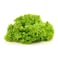 Saac Lollo Bionda Lettuce 1 Piece