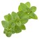 Marjoram Bunch