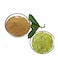 Organic Senna Herbs