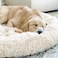 Grizzly Velor Round Plush Cream Dog Bed Small - 50 x 15cm