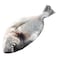 Sea Bream Fish - Tabuk