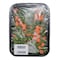 Irio Mix Pack